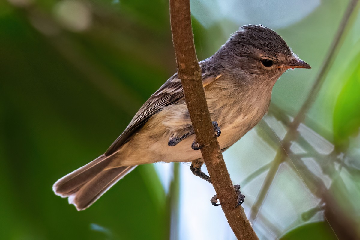 Gray-headed Elaenia - ML622547274