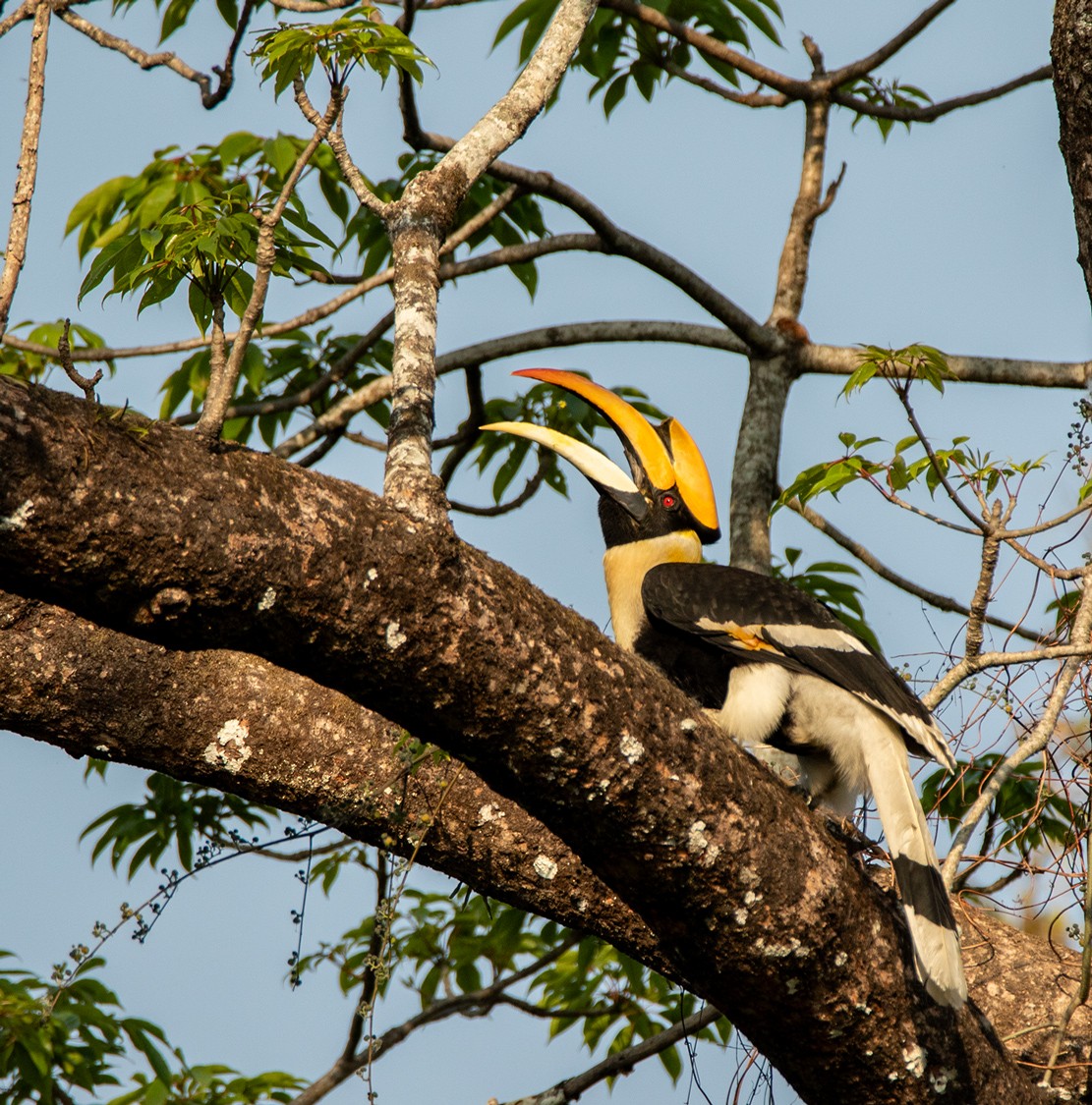 Great Hornbill - ML622547320