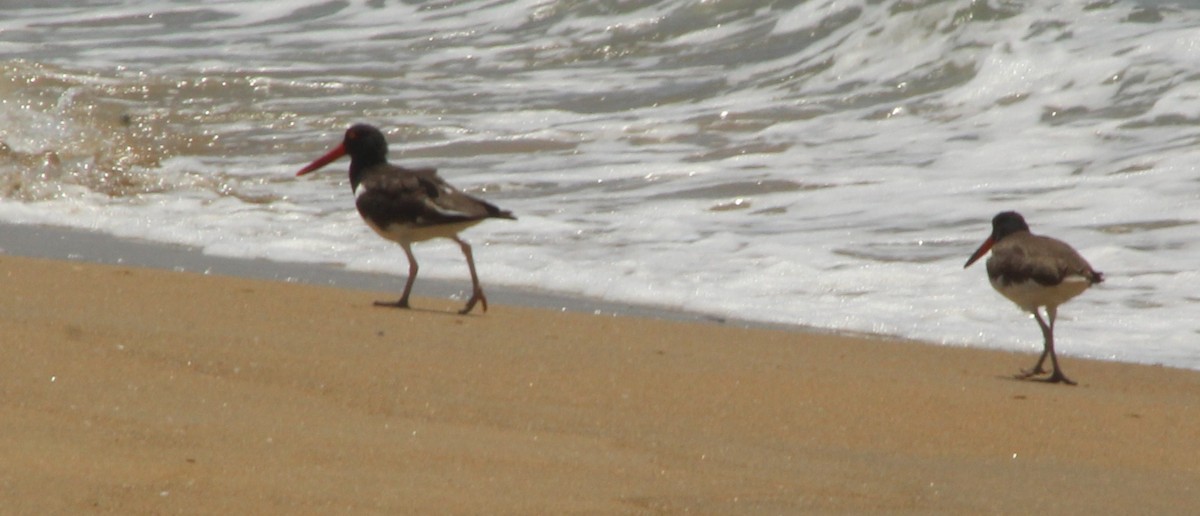 American Oystercatcher - juventino chavez