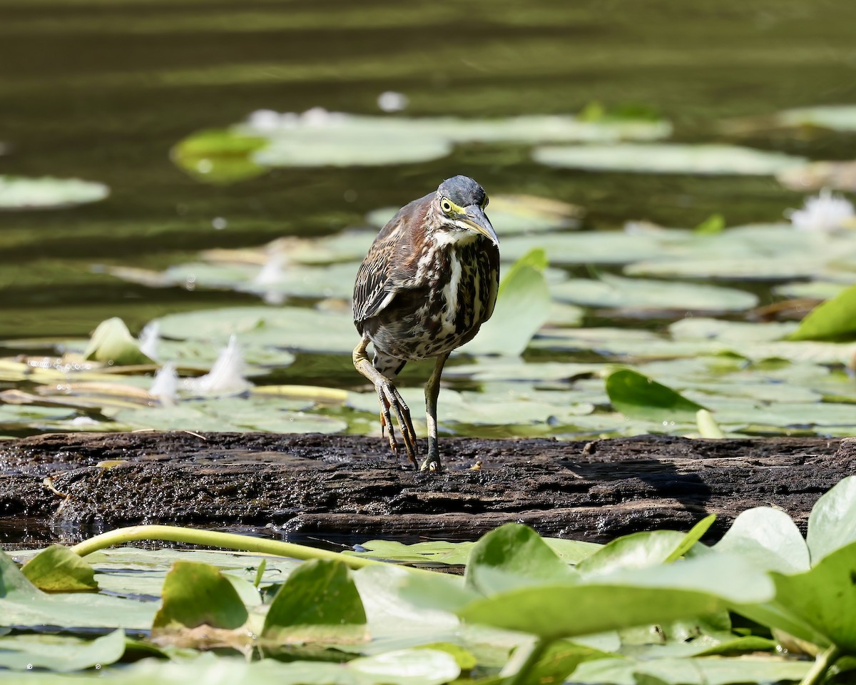 Green Heron - ML622547382