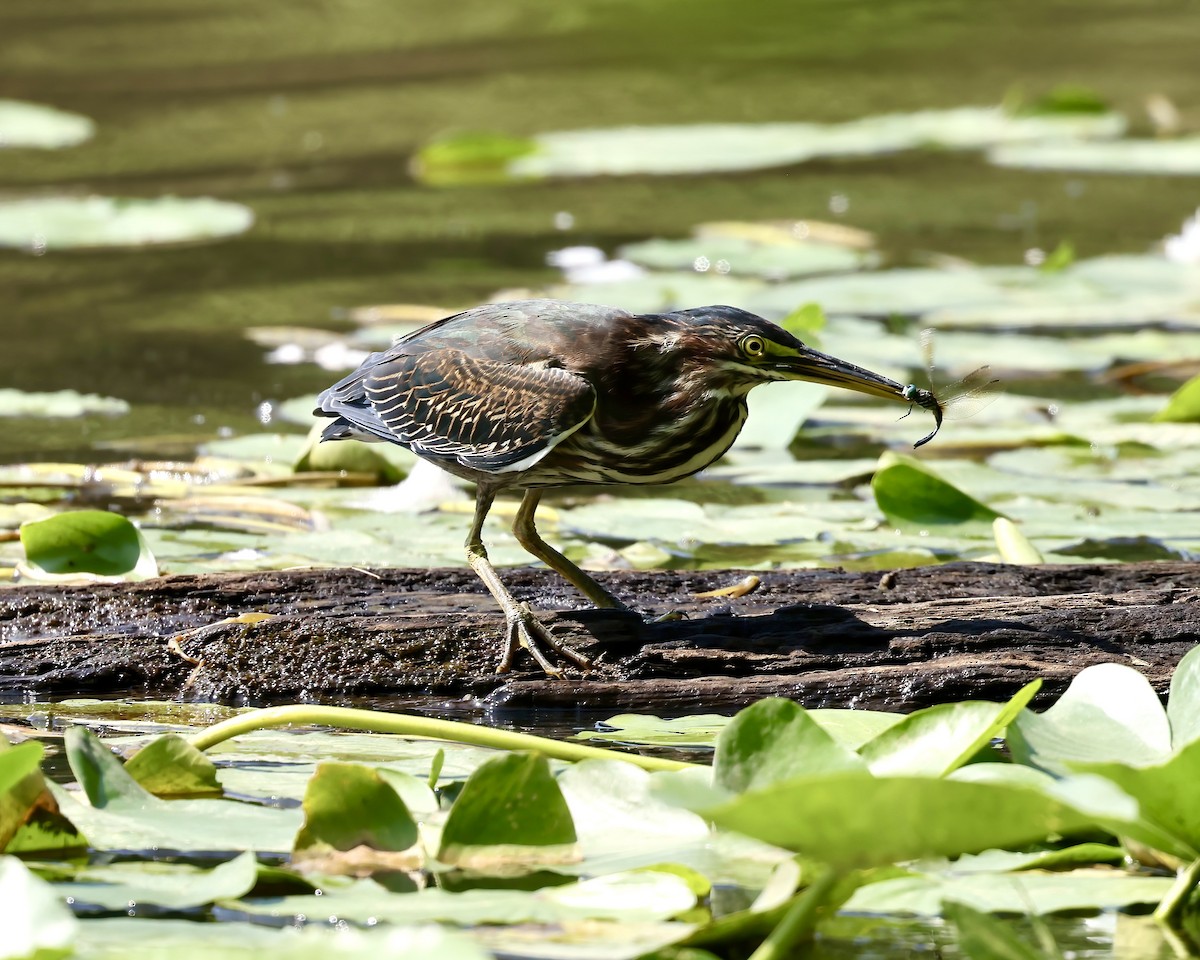 Green Heron - ML622547383