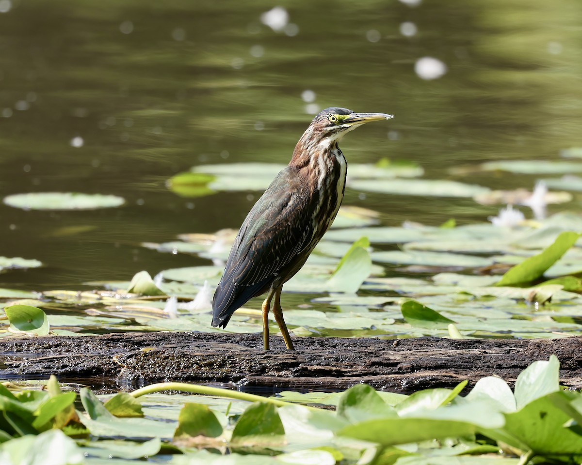 Green Heron - ML622547384
