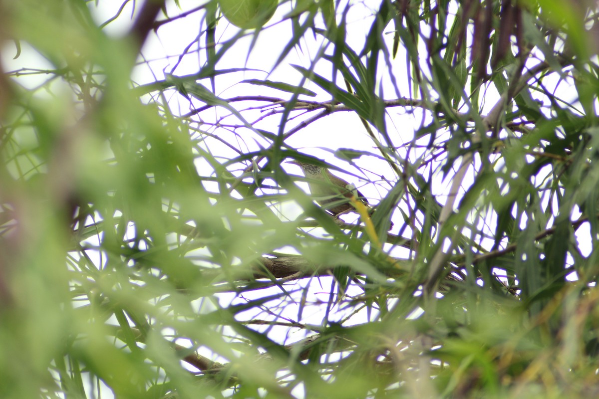 Sinaloa Wren - juventino chavez