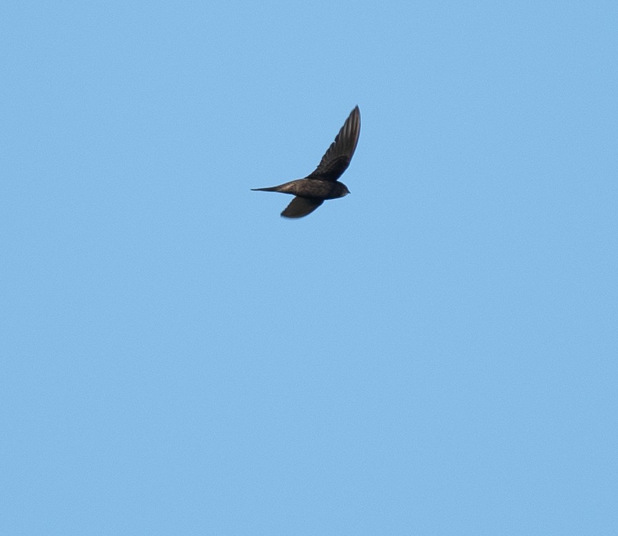 Common Swift - ML622547497