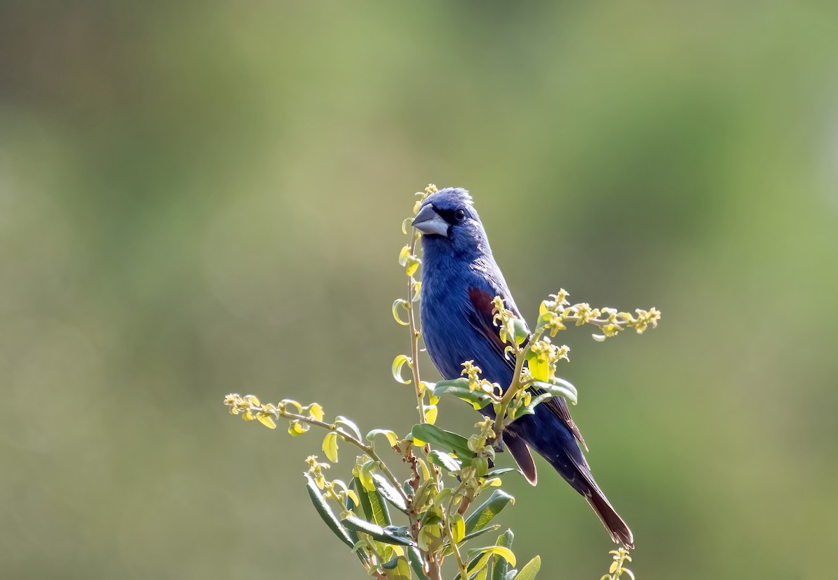 Blue Grosbeak - ML622547500