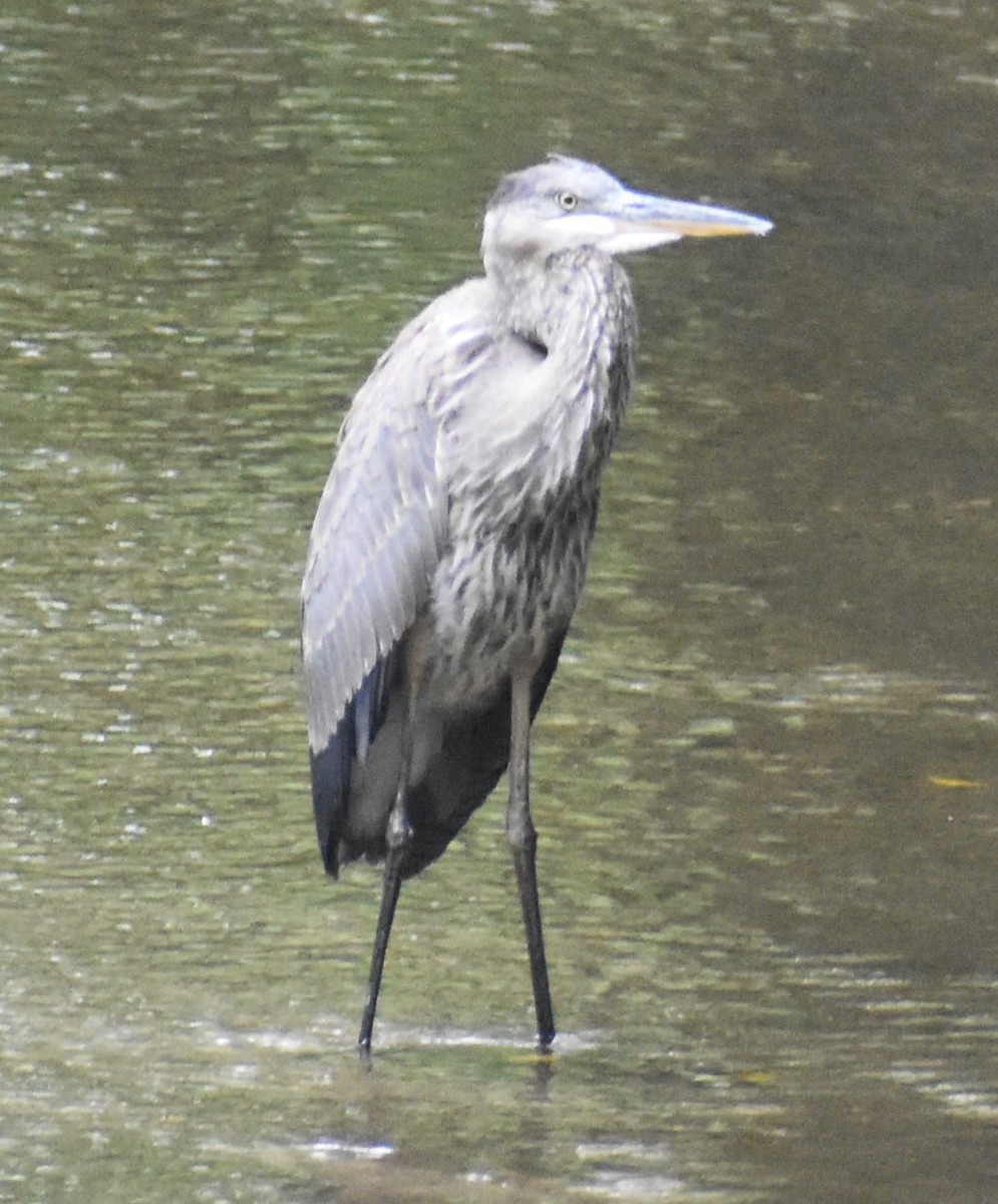 Great Blue Heron - ML622547557