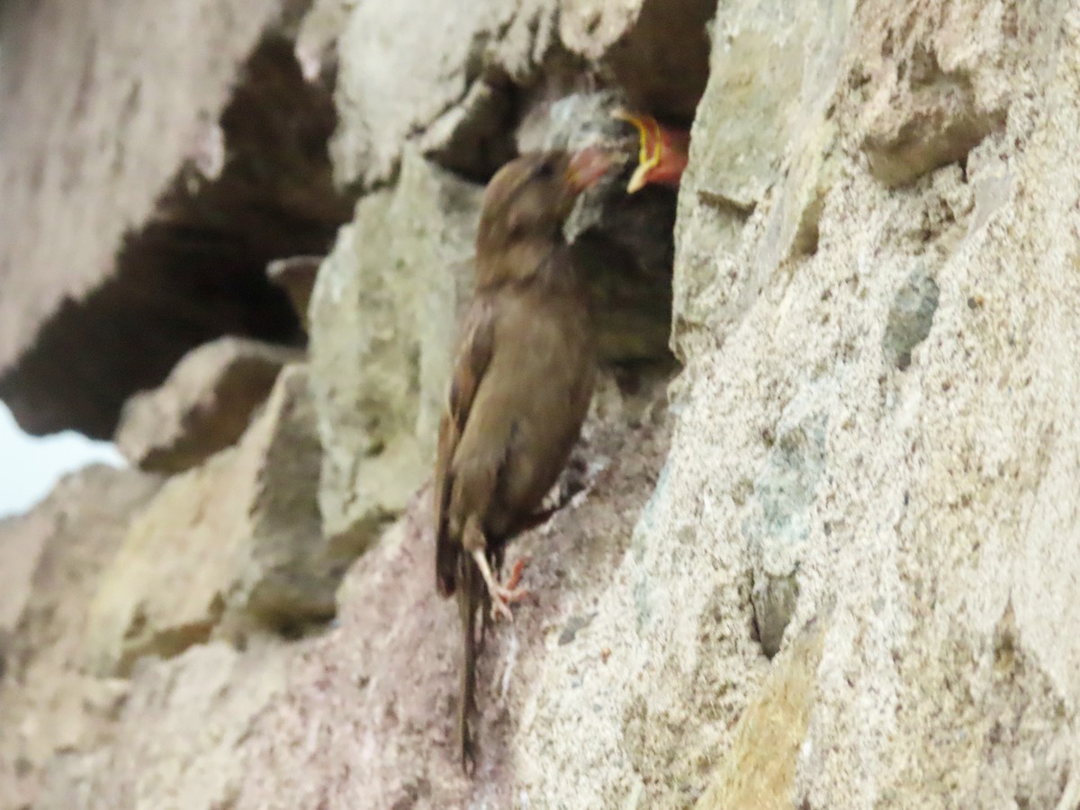 House Sparrow - Kseniia Marianna Prondzynska