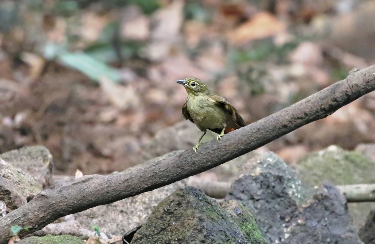 Rufous-rumped Foliage-gleaner - ML622547627