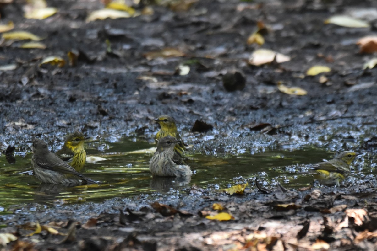 Cape May Warbler - Shannon Hingston