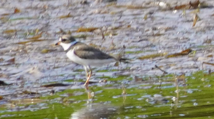 Semipalmated Plover - ML622547835