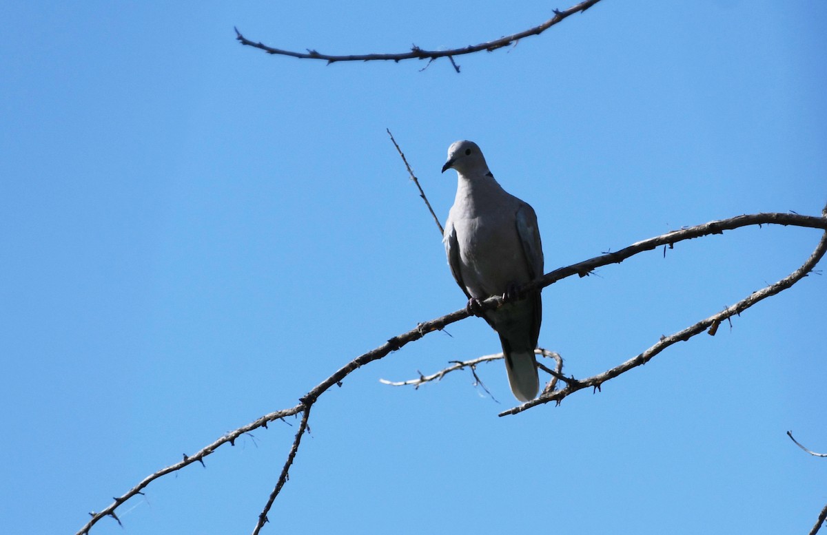 Eurasian Collared-Dove - ML622547877