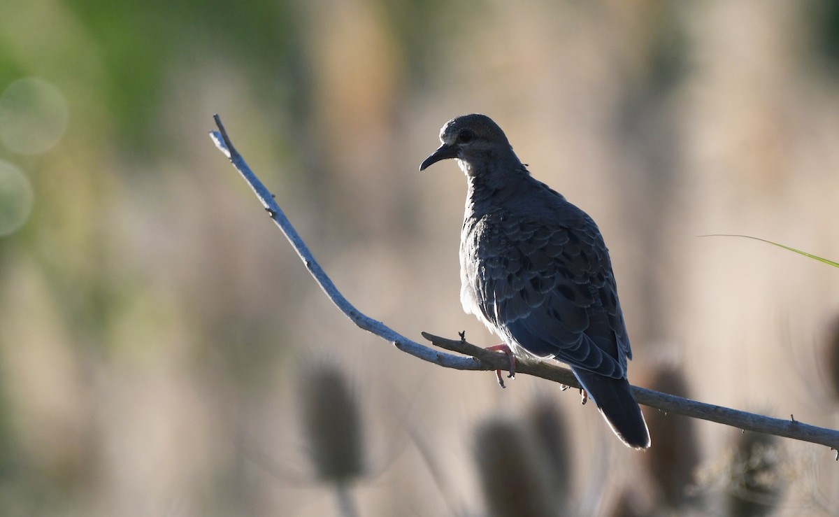 Mourning Dove - Colin Maguire