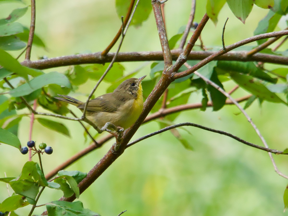 Common Yellowthroat - ML622547909