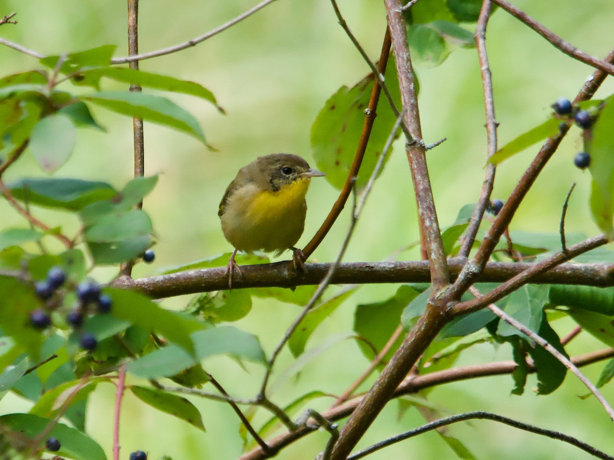 Common Yellowthroat - ML622547913