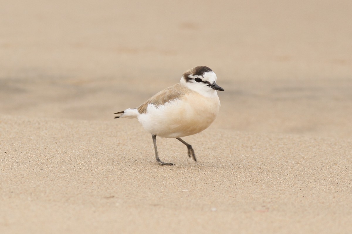 White-fronted Plover - ML622547971