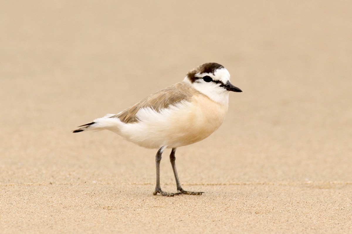 White-fronted Plover - ML622547972