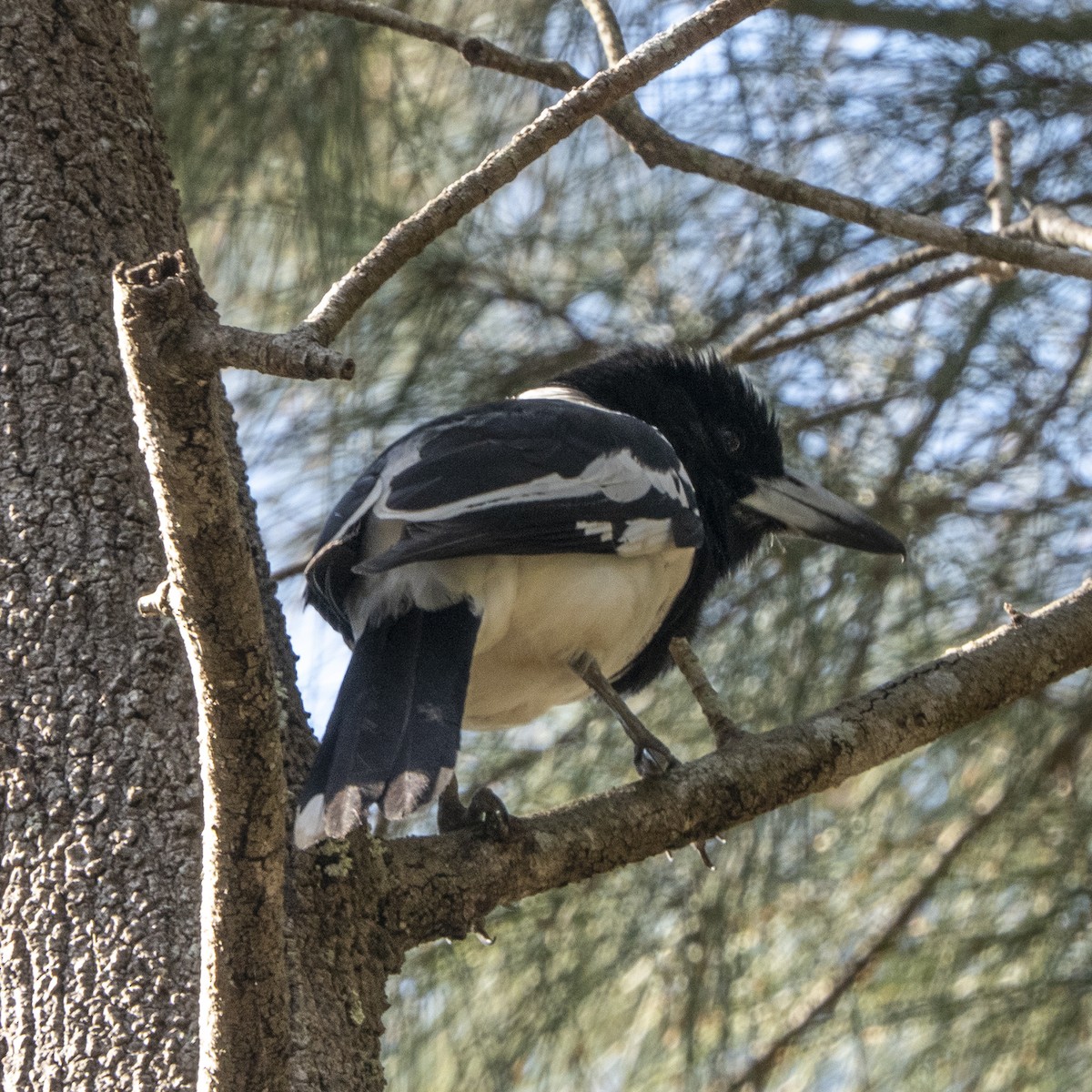 Pied Butcherbird - ML622547991