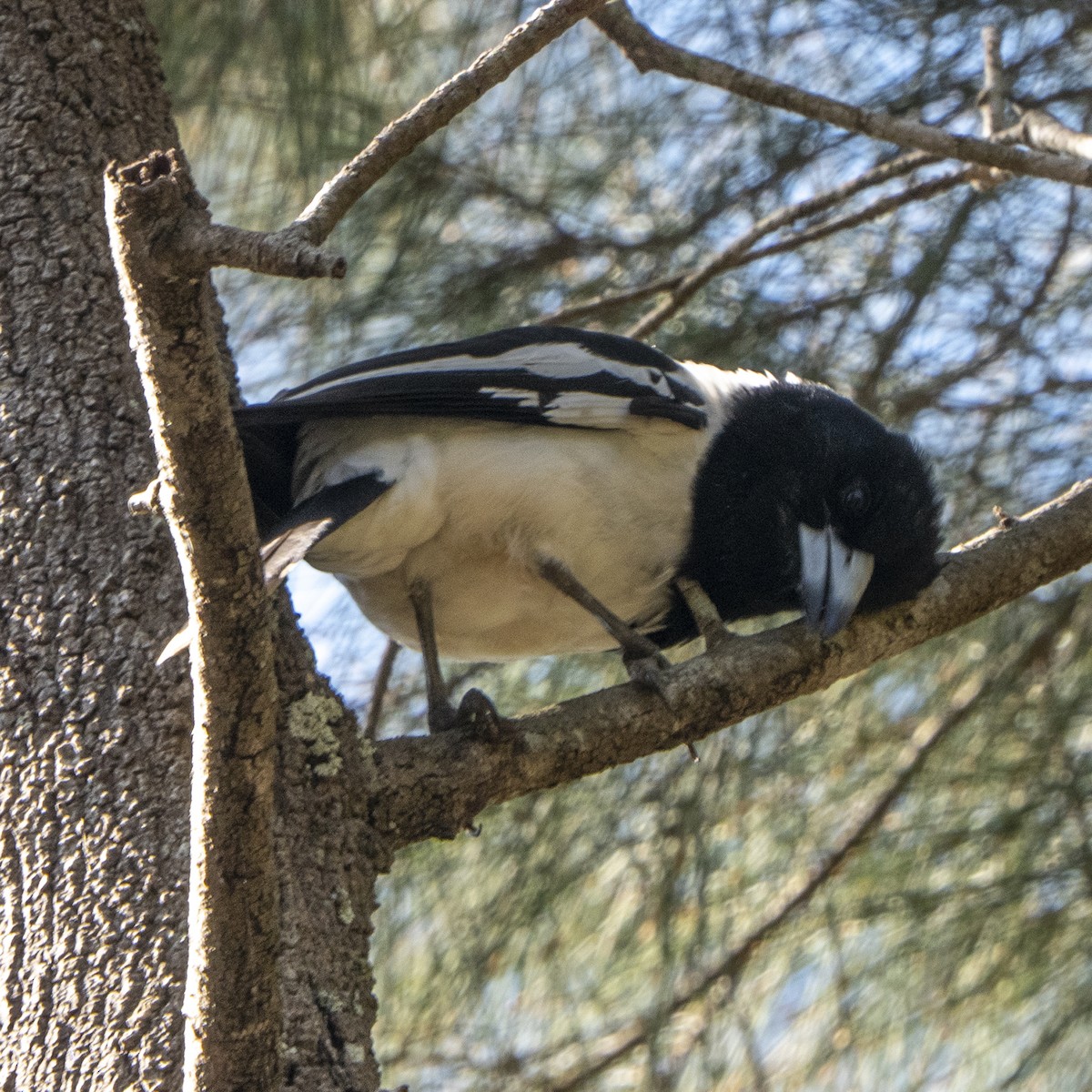 Pied Butcherbird - ML622547992