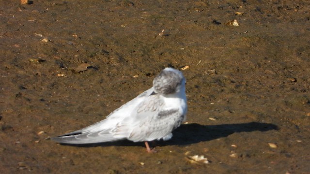 Little Tern - ML622548221