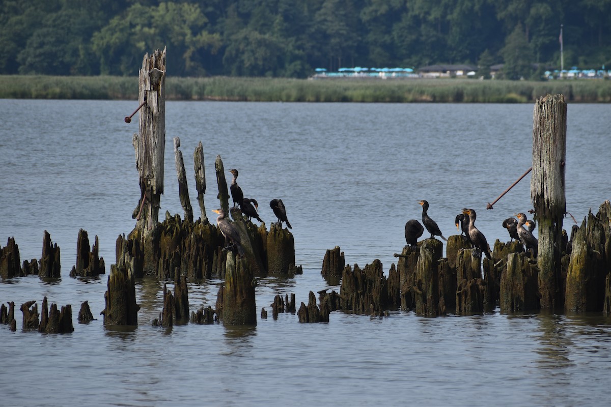 Cormoran à aigrettes - ML622548331