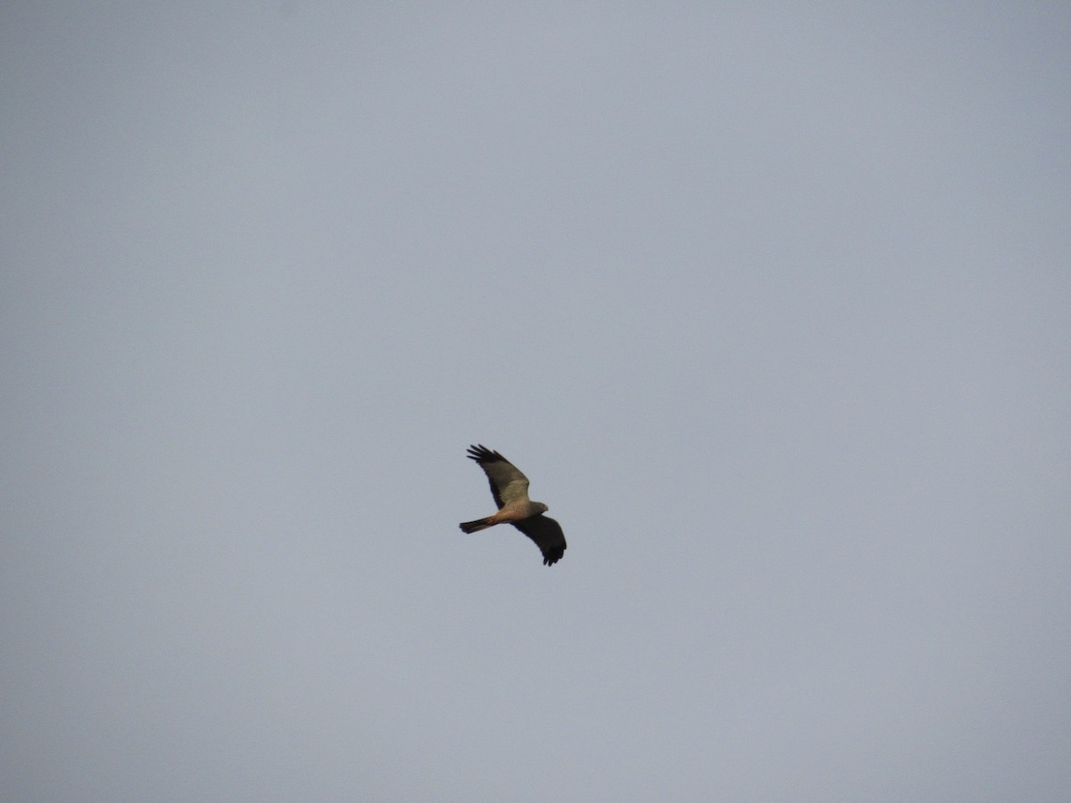 moták popelavý - ML622548341