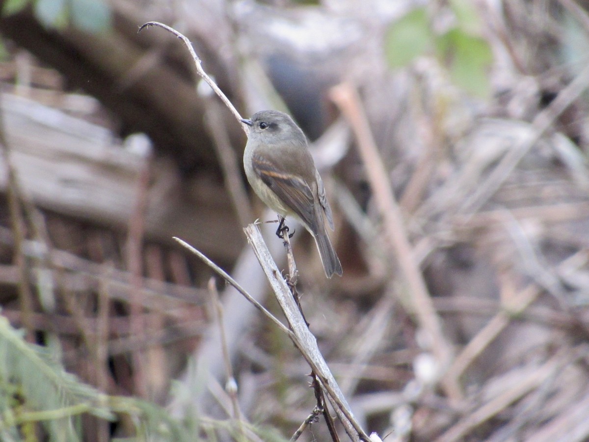 Patagonian Tyrant - ML622548348