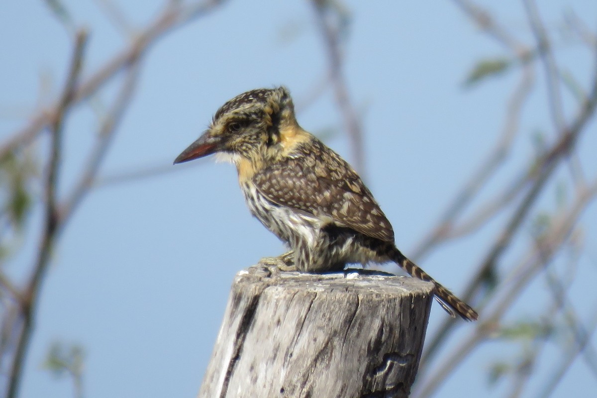 Spot-backed Puffbird - ML622548358