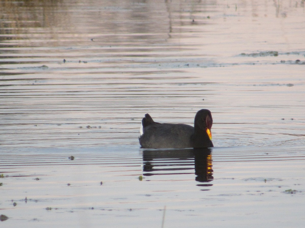 lyska červenočelá - ML622548363