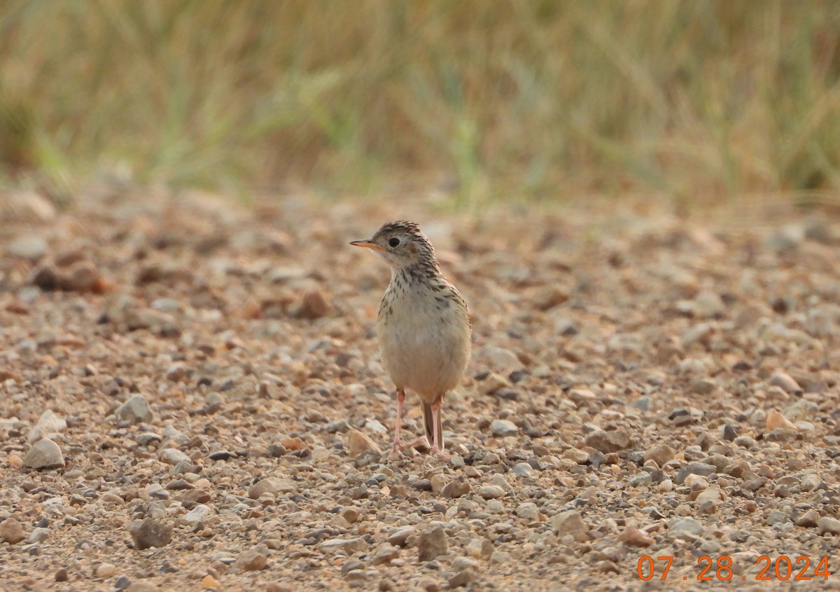 Sprague's Pipit - ML622548395