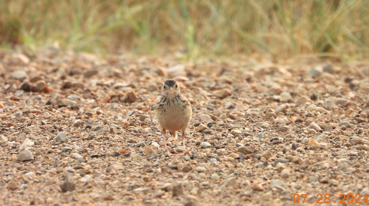 Sprague's Pipit - ML622548396