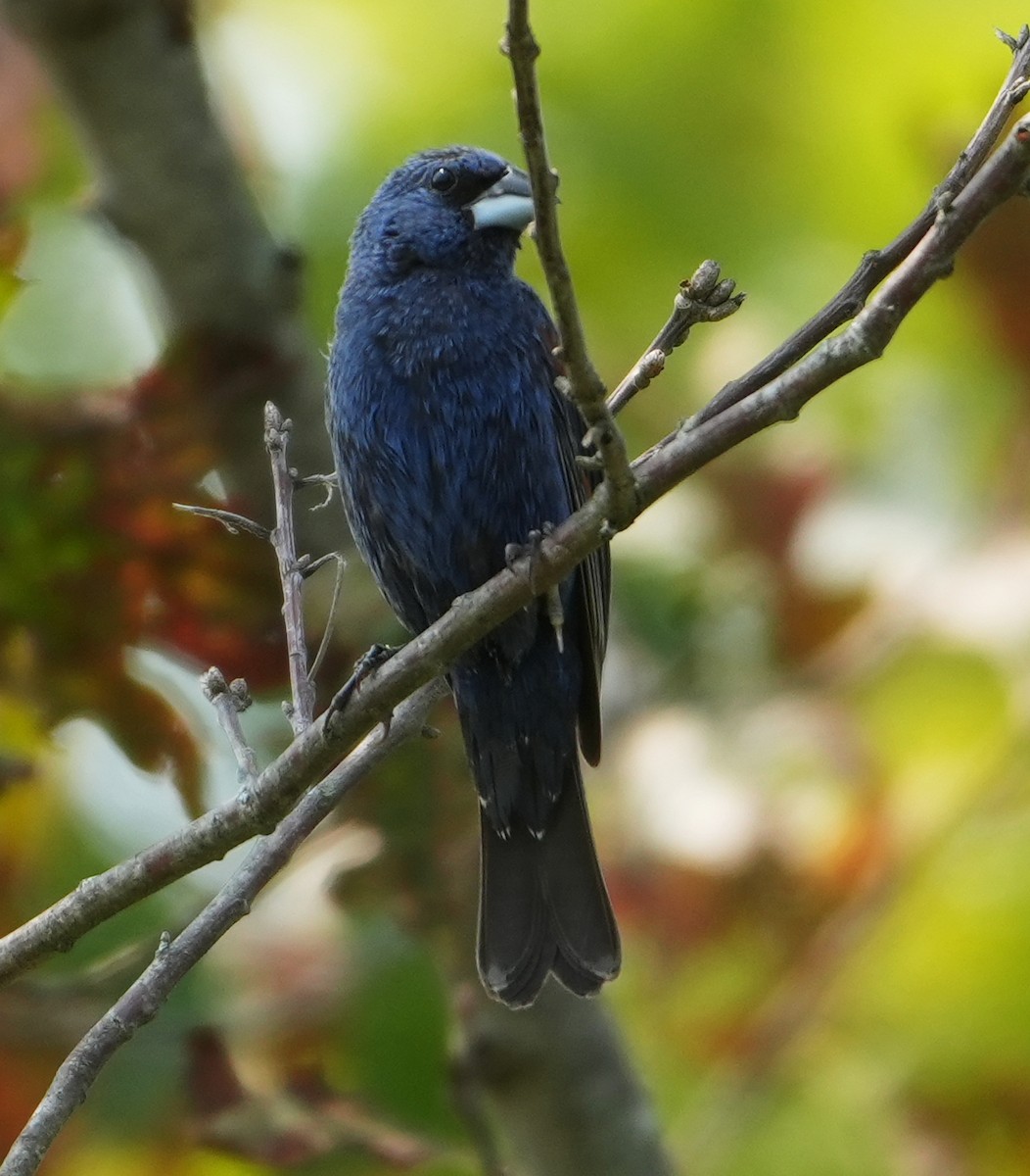 Blue Grosbeak - ML622548418