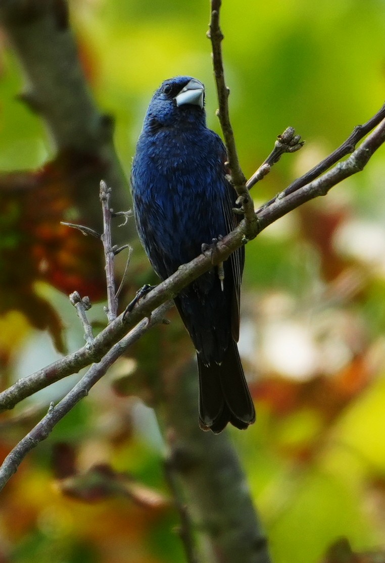 Blue Grosbeak - ML622548419