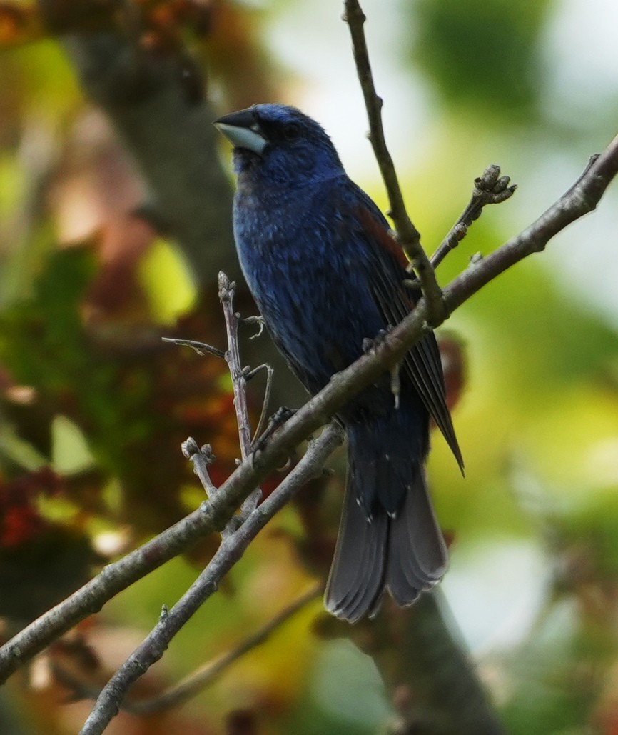 Blue Grosbeak - ML622548420