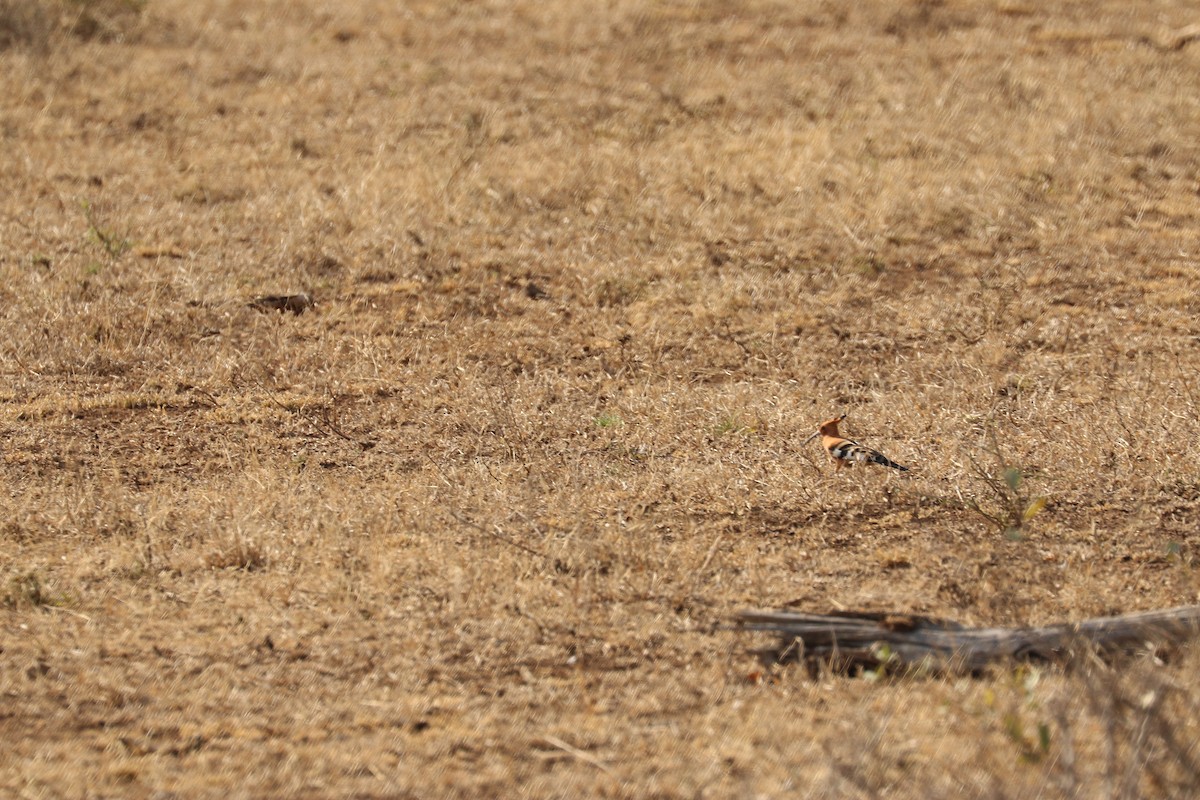 Eurasian Hoopoe - ML622548441