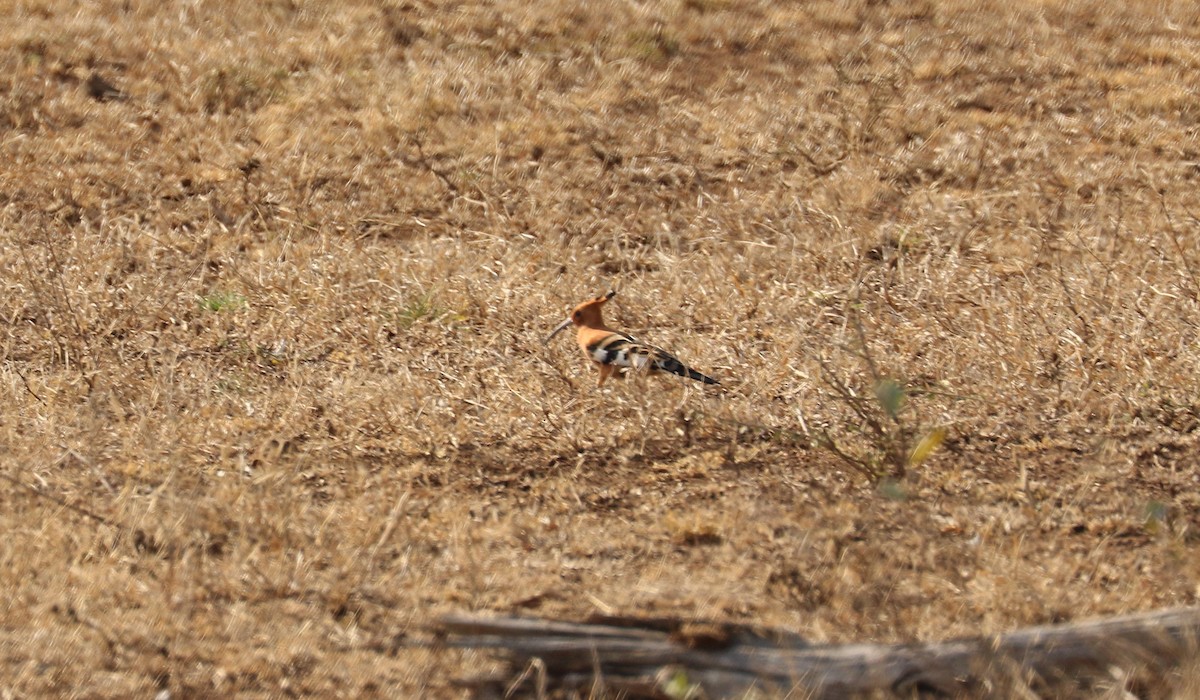 Eurasian Hoopoe - ML622548446