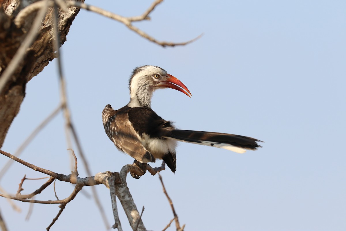 Southern Red-billed Hornbill - ML622548505