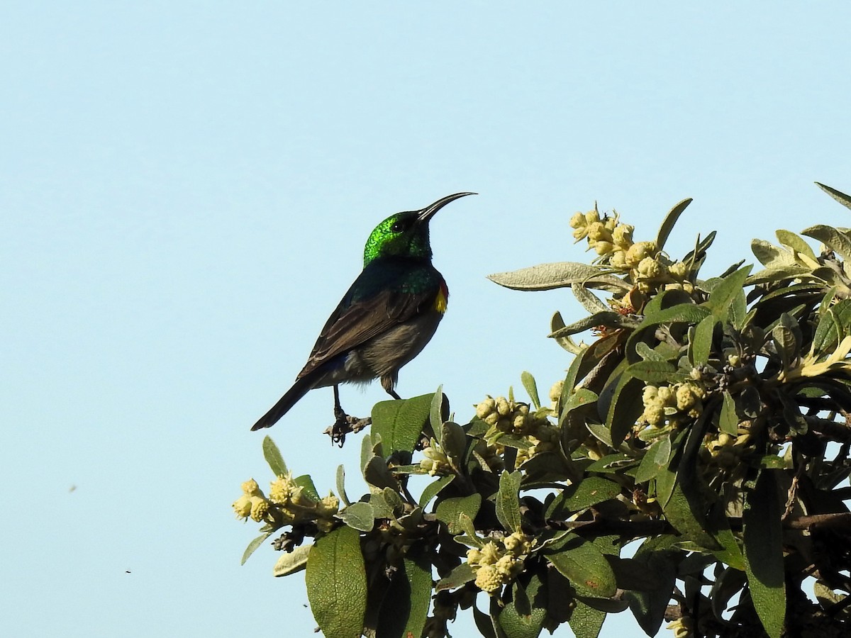 Southern Double-collared Sunbird - ML622548539