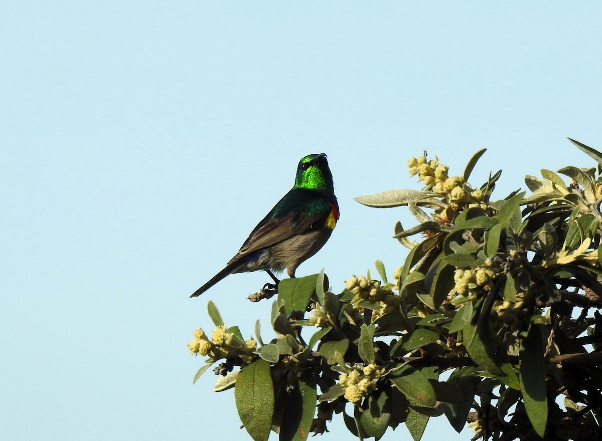 Southern Double-collared Sunbird - ML622548540