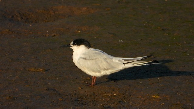 Roseate Tern - ML622548555