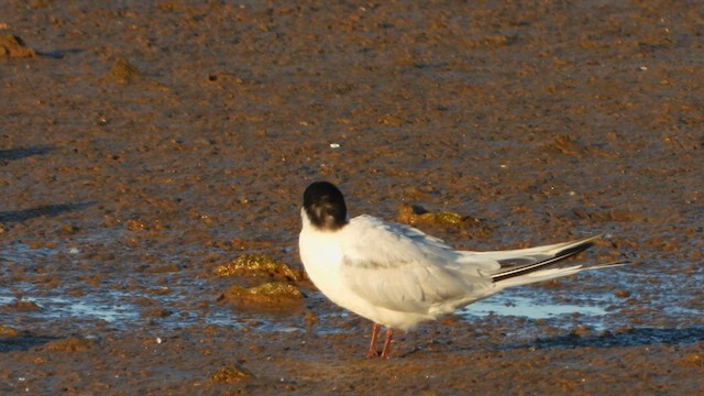 Roseate Tern - ML622548560