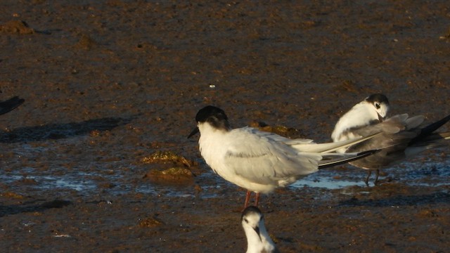 Roseate Tern - ML622548561