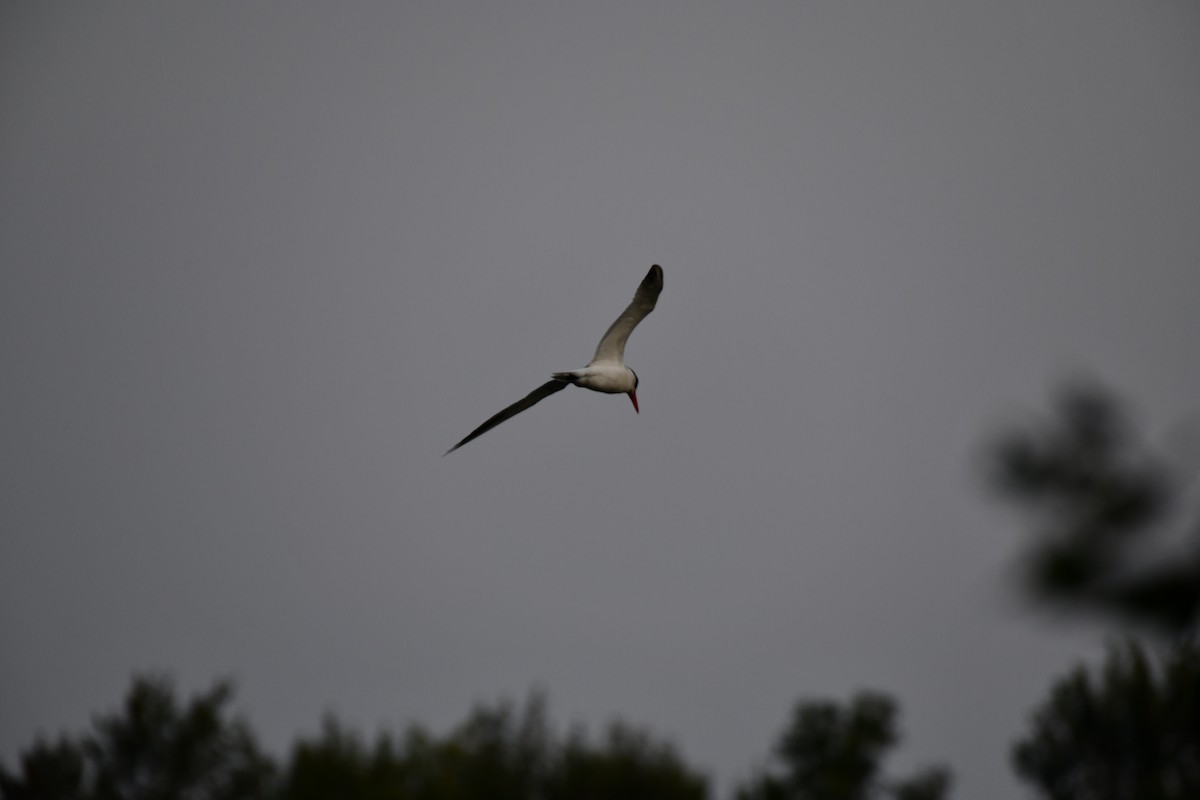 Caspian Tern - ML622548607