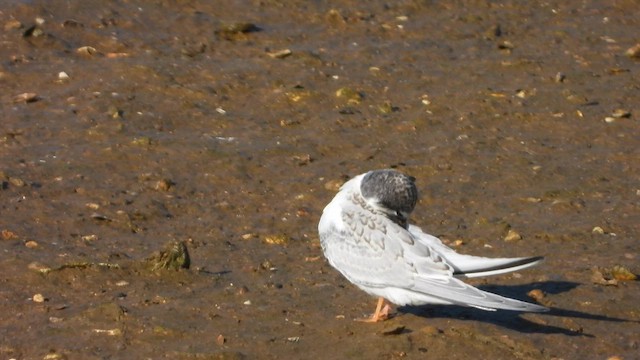 Little Tern - ML622548610