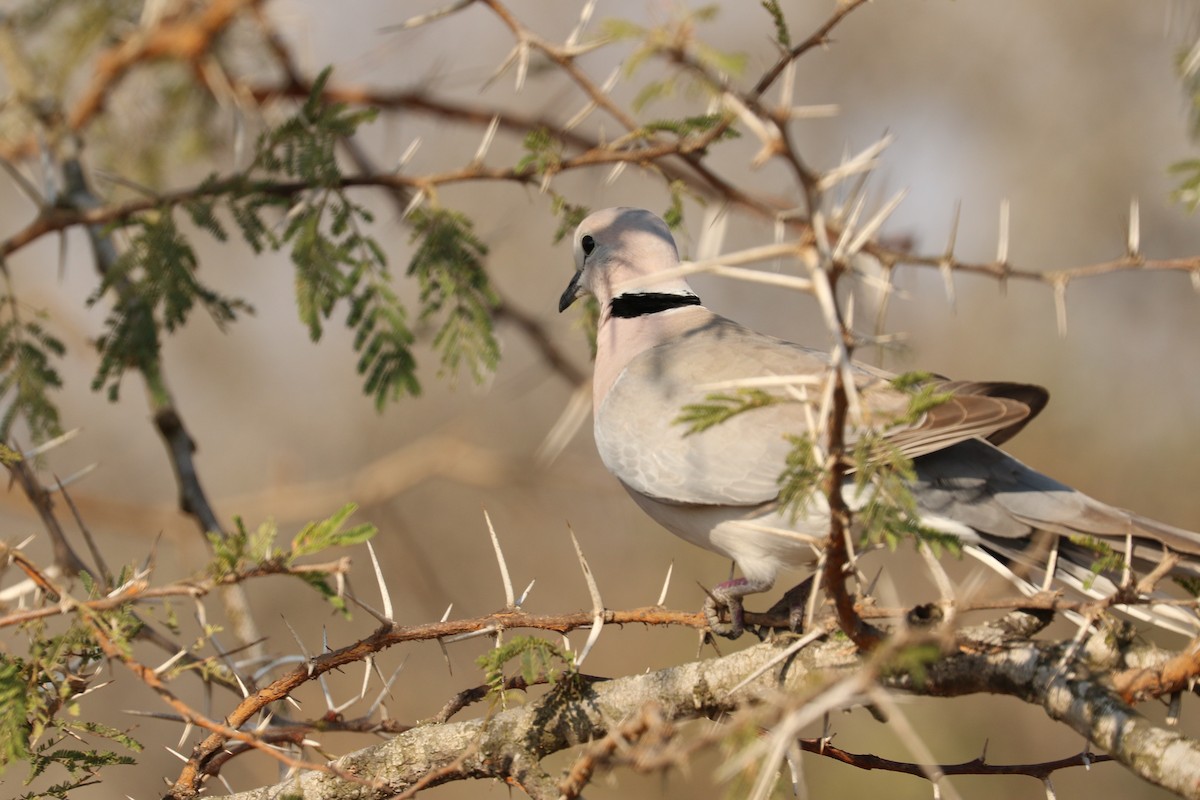 Ring-necked Dove - Aurélie  Jambon