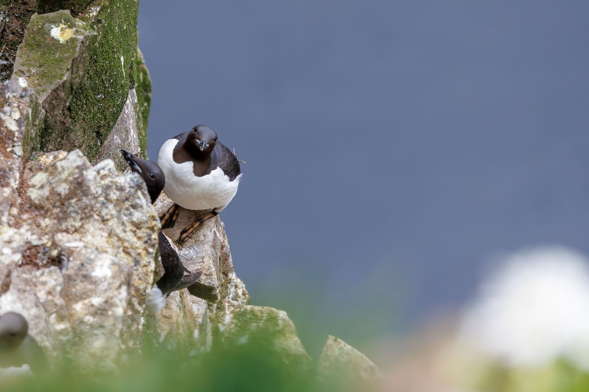 Guillemot de Brünnich - ML622548660