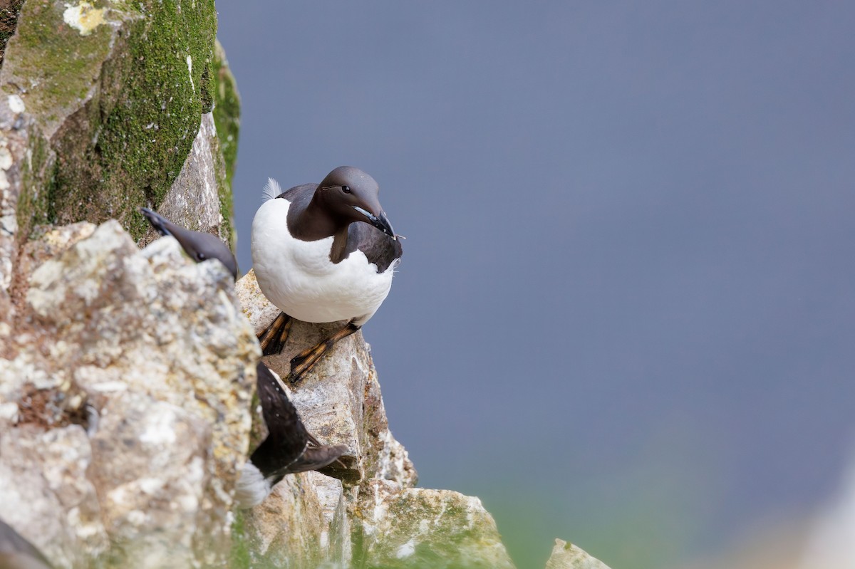 Guillemot de Brünnich - ML622548661