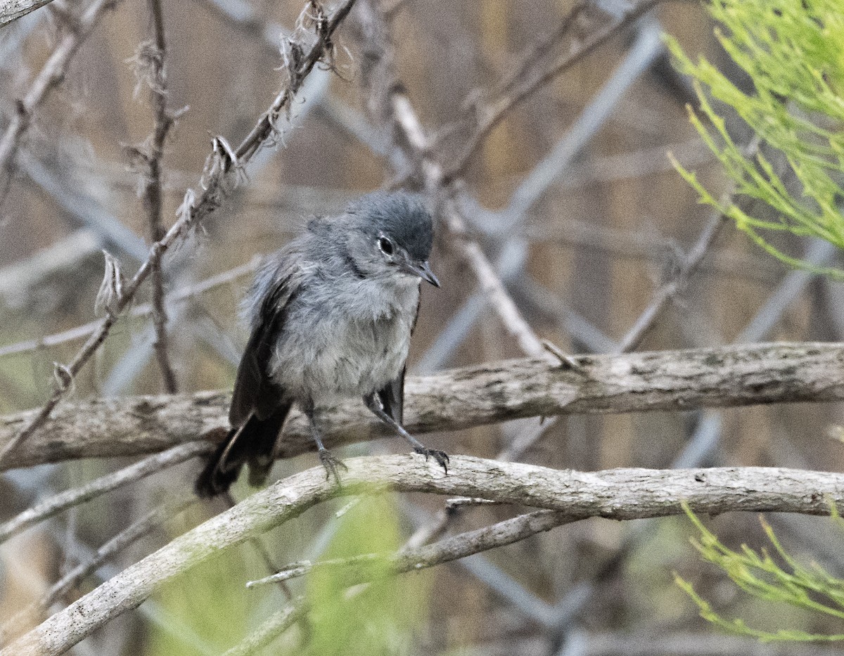 California Gnatcatcher - ML622548688