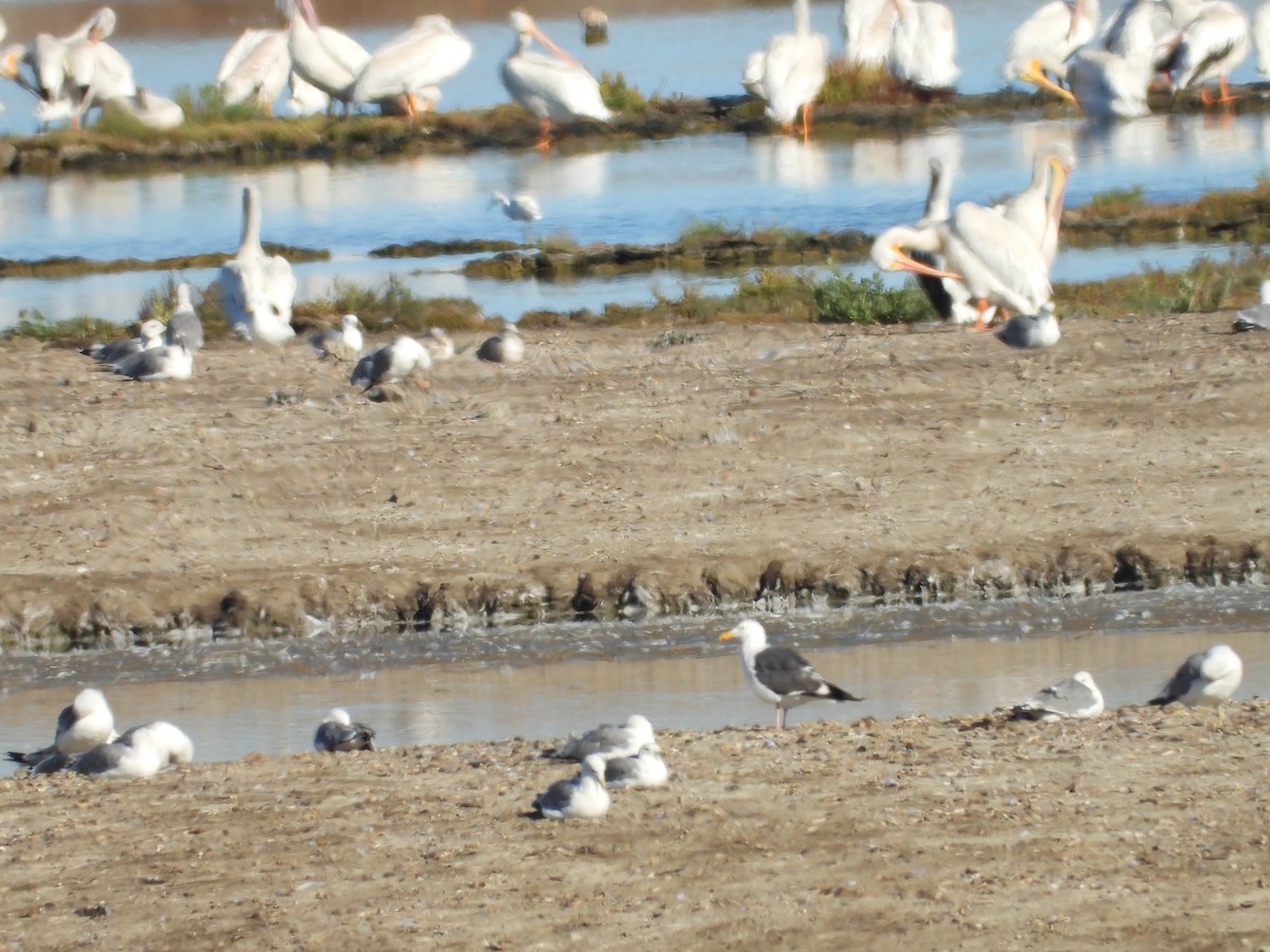 Western Gull - ML622548766