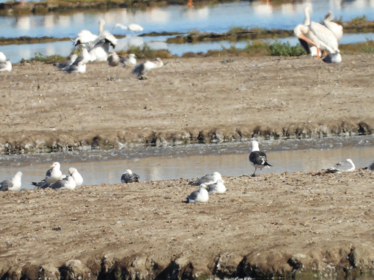 Western Gull - ML622548777