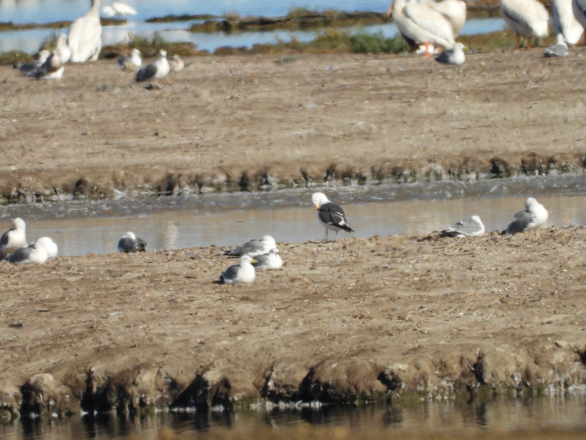 Western Gull - ML622548783
